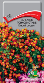 barkhattsy_tonkolistnye_krasnyy_samotsvet_v_sortovye_semena