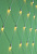 Гирлянда эл. сеть 224LED, 2x2м, шампань, пост. свечение, ПВХ прозр., 220В 362-104